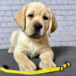 Labrador Retriever Puppies from Flashylabs  AKC GR CHAMPION SIRED