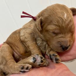 Frito - Red  male Goldendoodle puppy in Coats, North Carolina from TH.EM Doodles
