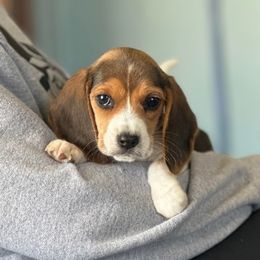 Beagle Puppies from Tymber Lake Beagles