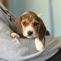 Beagle Puppies from Tymber Lake Beagles