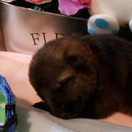 German Shepherd Puppies from Froschwald Kennels