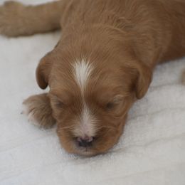 Cuddles - Red female Cavapoo puppy in Honey Brook, Pennsylvania from Stoltzfus Family Puppies (license number 18844)