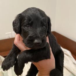 Goldendoodle Puppies from Daphne Doodles