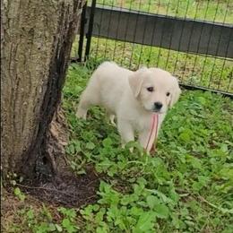Ms. Pink - Light golden female Golden Retriever puppy in Campton, Kentucky from ElkRidge Goldens