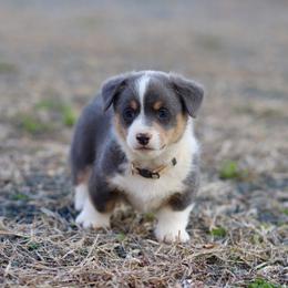 Boy 4 - Blue male Pembroke Welsh Corgi puppy in Ocala, Florida from Dolan Farms Corgis