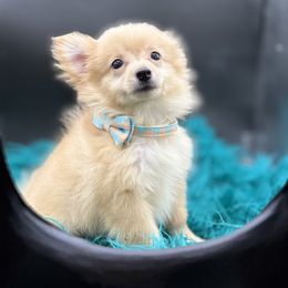 Chihuahua, French Bulldog, and Pomeranian Puppies from A&J cutie pawtooties
