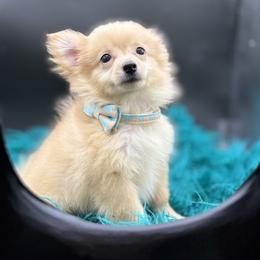 Chihuahua, French Bulldog, and Pomeranian Puppies from A&J cutie pawtooties