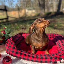 Zoey - Dachshund