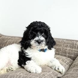 Blue - Black male Australian Labradoodle puppy in Williamstown, New York from Lewis Manor Labradoodles