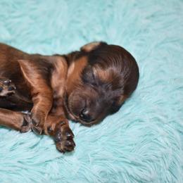 Tiny - Red male Dachshund puppy in Seminary, Mississippi from Down South Mavericks Dachshunds