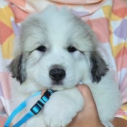 Misty - White and badger female Great Pyrenees puppy in Antwerp, New York from Empyre Great Pyrenees