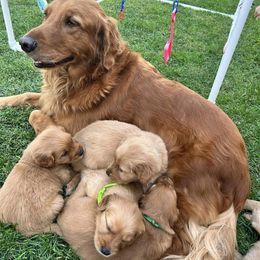 Golden Retrievers from Jerry's Golden Girls