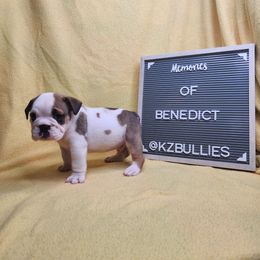 Benedict - White male Bulldog puppy in Hillsdale County, Michigan from KZ Bullies LLC