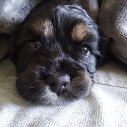 Cocker Spaniel Puppies from Rolo's Blended Blessings