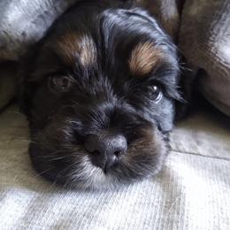 Cocker Spaniel Puppies from Rolo's Blended Blessings