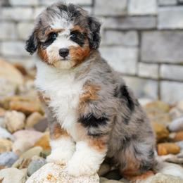 Flush - Blue merle female Bernedoodle puppy in Dundee, Ohio from Down Home Doodle