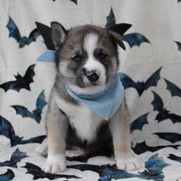 Blue - Black and white male Siberian Husky puppy in York, Pennsylvania from Spalla Pups