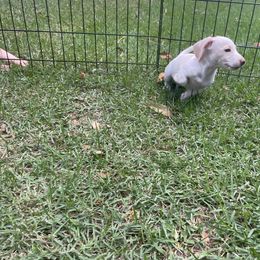 Dachshund Puppies from Harvin’s Weenie Gang