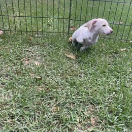 Dachshund Puppies from Harvin’s Weenie Gang