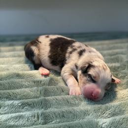 Orchid - Blue merle female Australian Shepherd puppy in Salinas, California from AA Aussies