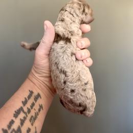 Bernedoodle, Poodle, and Saint Berdoodle Puppies from Remington Kennels, LLC