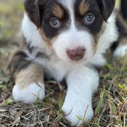 Australian Shepherd and Miniature Australian Shepherd Puppies from Cypress Grove Aussie