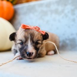 Nessi - Fawn female Pembroke Welsh Corgi puppy in Mona, Utah from Sorensen Corgis