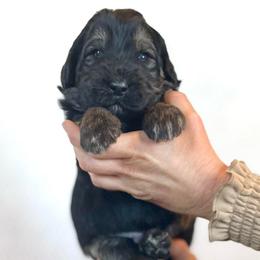 Mahogany - Black and tan male Assorted Doodle Crosses puppy in Kansas City, Missouri from Beary GoldenDoodles