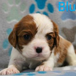Blue - Blenheim female Cavalier King Charles Spaniel puppy in Glendale, Arizona from Comforting Cavaliers