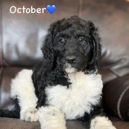 October - Parti male Poodle puppy in Lancaster, Minnesota from Finney Ranch
