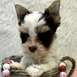 Yorkshire Terriers from Big Sky Yorkies