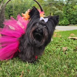 Lady - Yorkshire Terrier