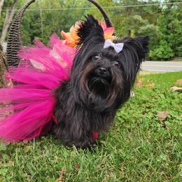 Lady - Yorkshire Terrier