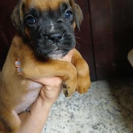 Brecken - Fawn male Boxer puppy in Cannon Falls, Minnesota from Pattys Boxers and Bulldogs