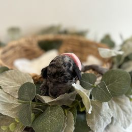 Vix - Merle male Goldendoodle puppy in Fairmount, Georgia from Muscadine Meadows Farm