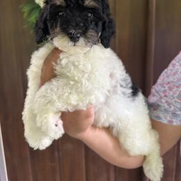Wildflower - Black and white female Bernedoodle puppy in Thornville, Ohio from Four Front Doodles & Friends