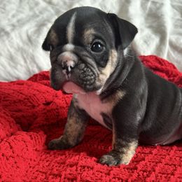 Fancy girl - Black tri-color female Bulldog puppy in Holdenville, Oklahoma from Bulldog Nation