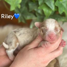 Riley - Red merle male Aussiedoodle puppy in Lancaster, Minnesota from Finney Ranch