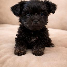 Miss Piggy - Black and tan female Yorkshire Terrier puppy in Goode, Virginia from Glass Hill Yorkies