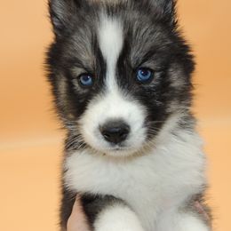 Pomsky and Siberian Husky Puppies from Beastly Beauties Huskies & Pomskies