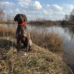 Lane - German Shorthaired Pointer
