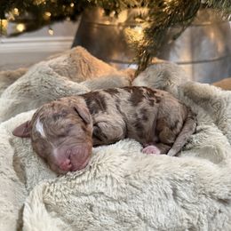Drosselmeyer - male Golden Mountain Doodle puppy in Victoria, Texas from Deidre's Doodles