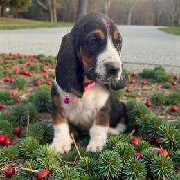 Betty - Black white and tan female Basset Hound puppy in Inman, Nebraska from Sandhill Hounds of Nebraska