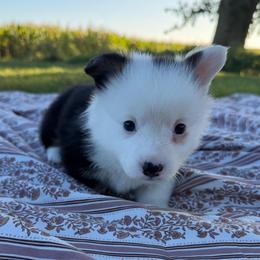 Cotton Candy - Black and tan female Pembroke Welsh Corgi puppy in Bloomfield, Iowa from Beebe’s Corgis & Doxies