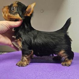 Atlas Jr - Yorkshire Terrier