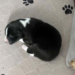 Border Collie Puppies from Roaring River Border Collies