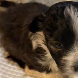 Havanese from Honey-Bee Home Havanese