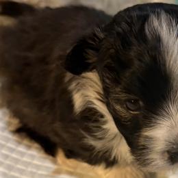Havanese from Honey-Bee Home Havanese