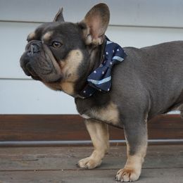 Weatherbee - French Bulldog