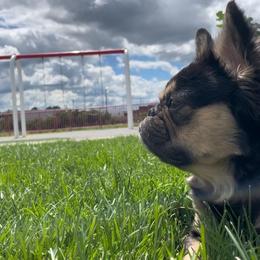 Dior - French Bulldog